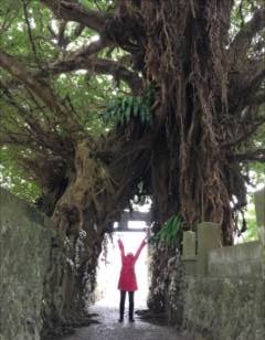 日本のご神木巡礼（長崎・五島編）～新上五島・奈良尾神社のあこう樹～